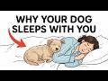 If Your Dog Sleeps With You, Theyre Trying to Tell You This!