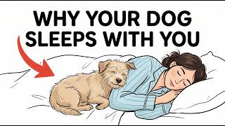 If Your Dog Sleeps With You, They're Trying to Tell You This!