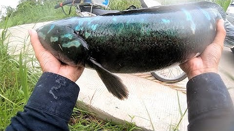 Câu cá lóc rừng U Minh Thượng. Tiếp tục lên em bông, tiếc nuối cho già sáu.(T7)