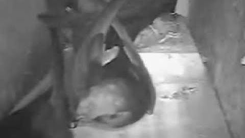 Swifts 2016 - May 22nd gable box 7 intruder