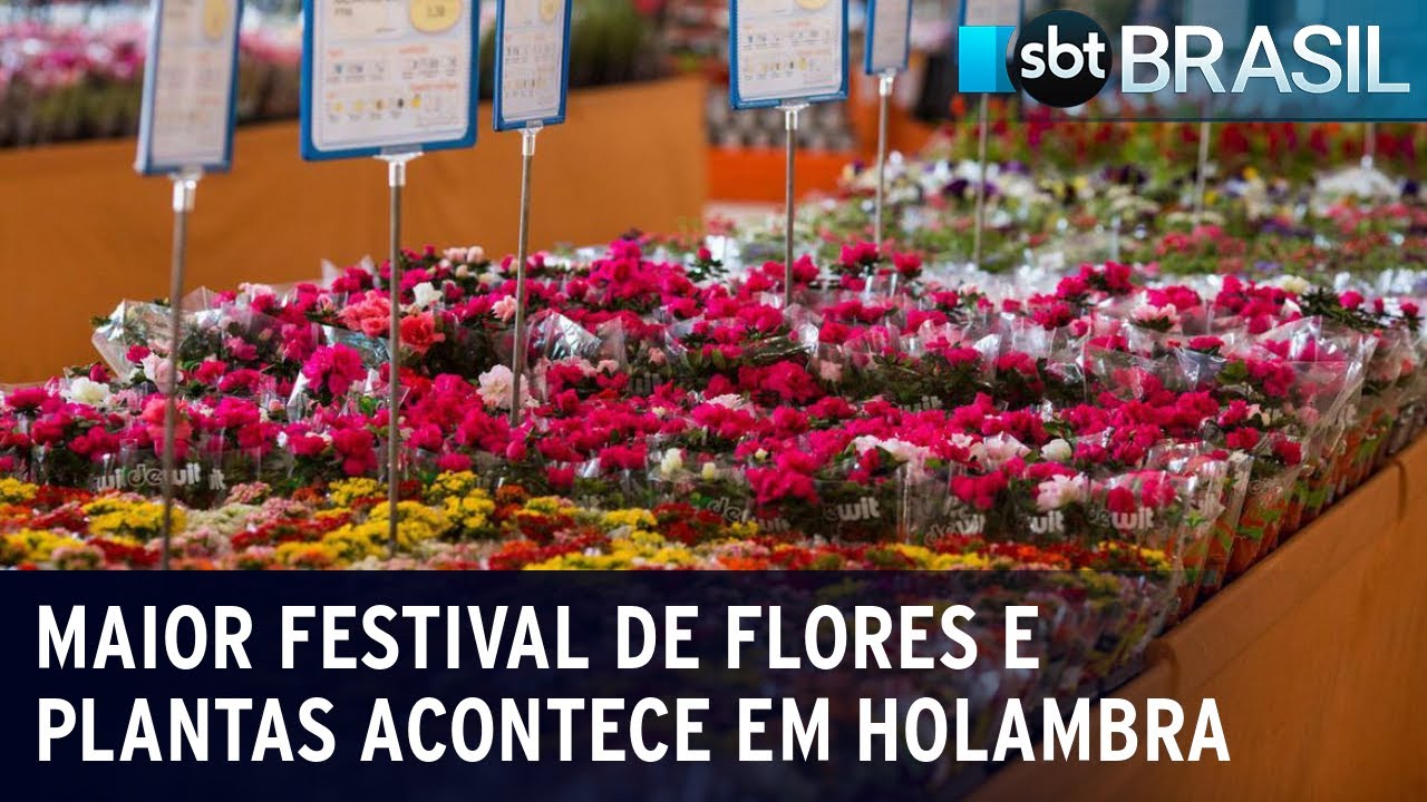 SP: 40ª Exploflora, maior festival de flores e plantas, acontece em Holambra | SBT Brasil (08/09/23)