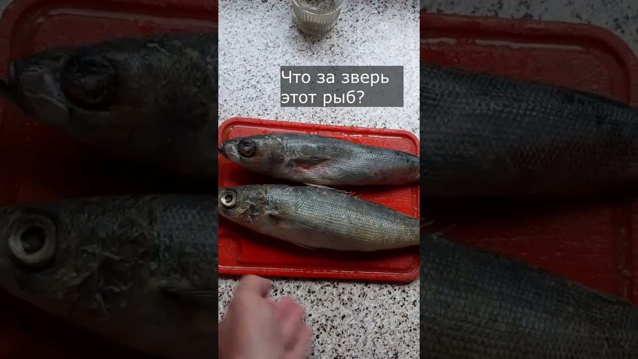 Что за зверь этот рыб? 