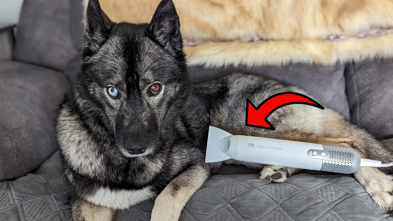 No More Wet Dog Smell with THIS Portable Dog Dryer!
