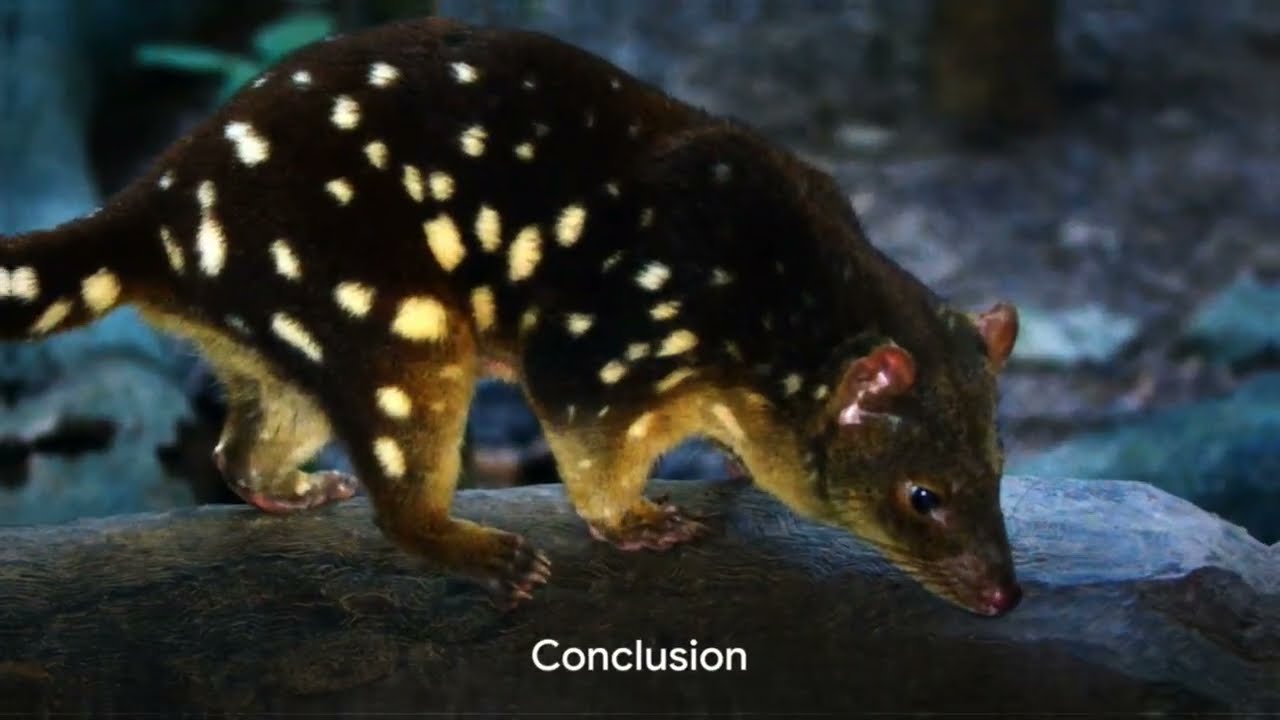Australian Quoll | 