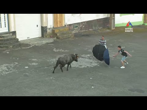 Tourada à corda na Ribeirinha, 2019