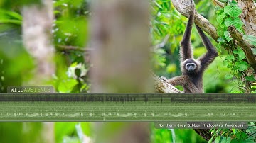 Northern Grey Gibbon sounds -  Gibbons singing at dawn in Borneo