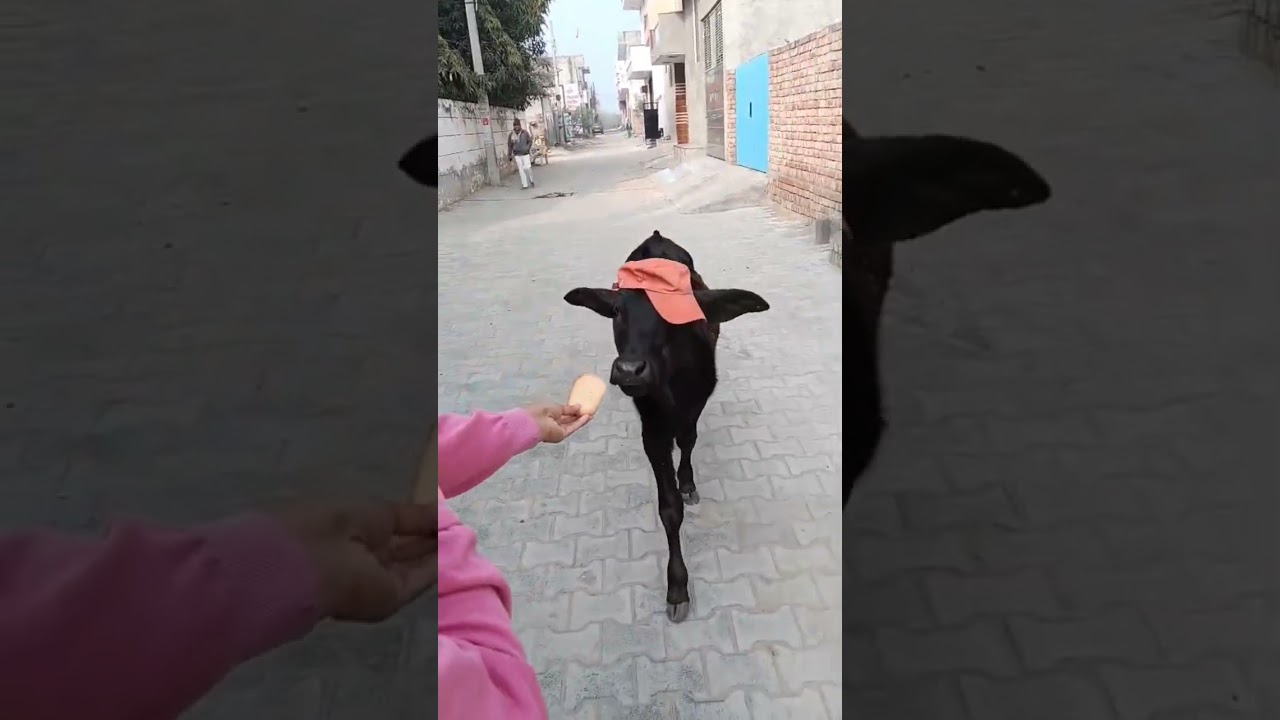 Pet ❤️ Friends: Calf & Golden Retriever Share a Bread! 🐮🐶 