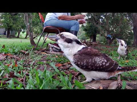 Видео: Kookaburra feeding March '21