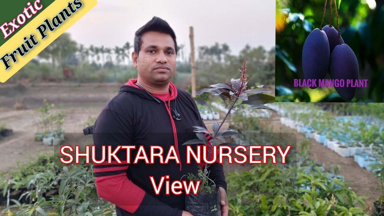 (Black Mango Plants with Flowers)SHUKTARA NURSERY Pura View Dekhiye