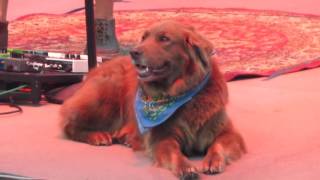 Stick Figure Live At Red Rocks Amphitheater with Dog Cocoa song Fire On The Horizon June 3rd 2016