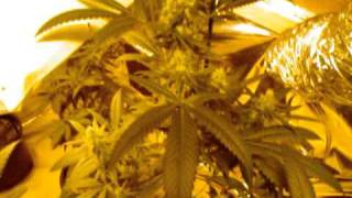 Week 6 of Flower