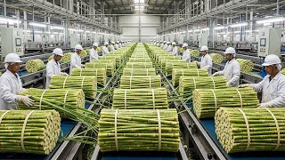 From Sugarcane to Crystal Sugar: Inside a Massive Sugar Factory Process