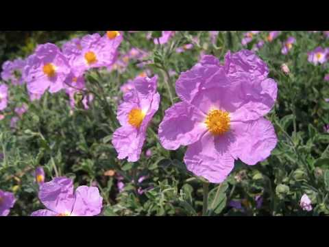 Cistus Incanus - Το φυσικό αντιικό βότανο.