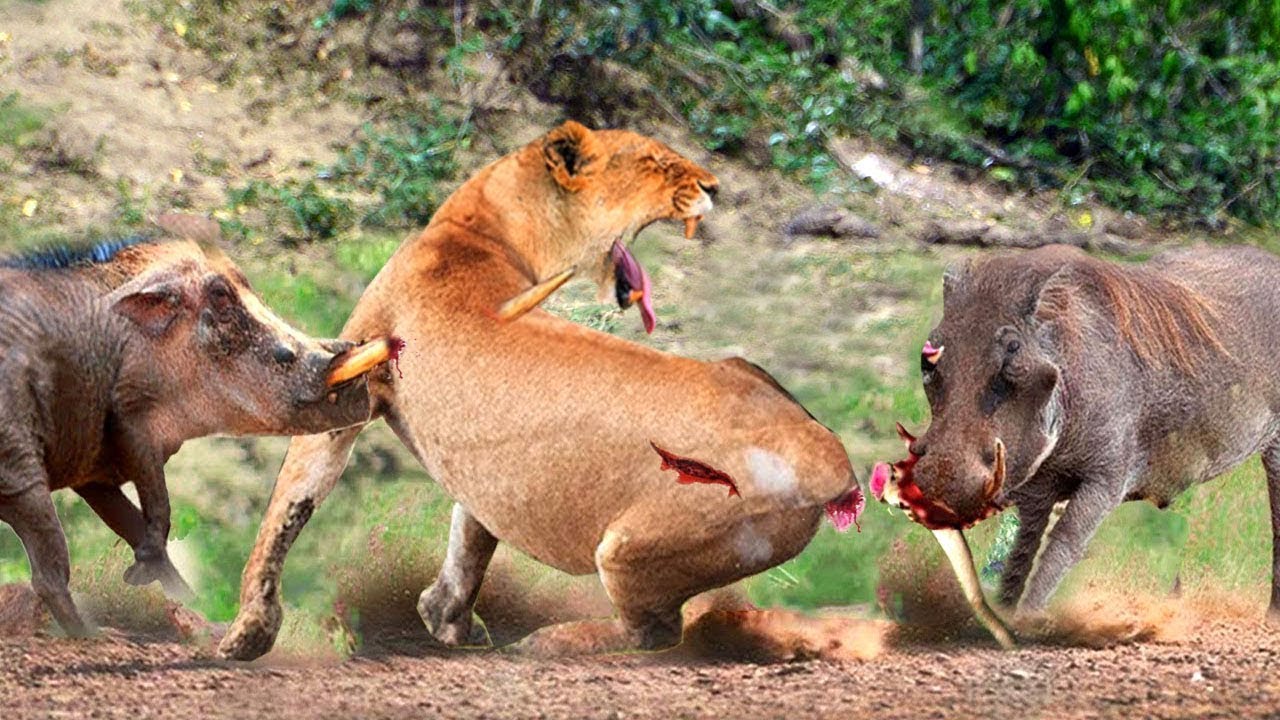 Lion Hunting Warthog In The Territory Of Warthog Family And Unbelievably Sad Ending