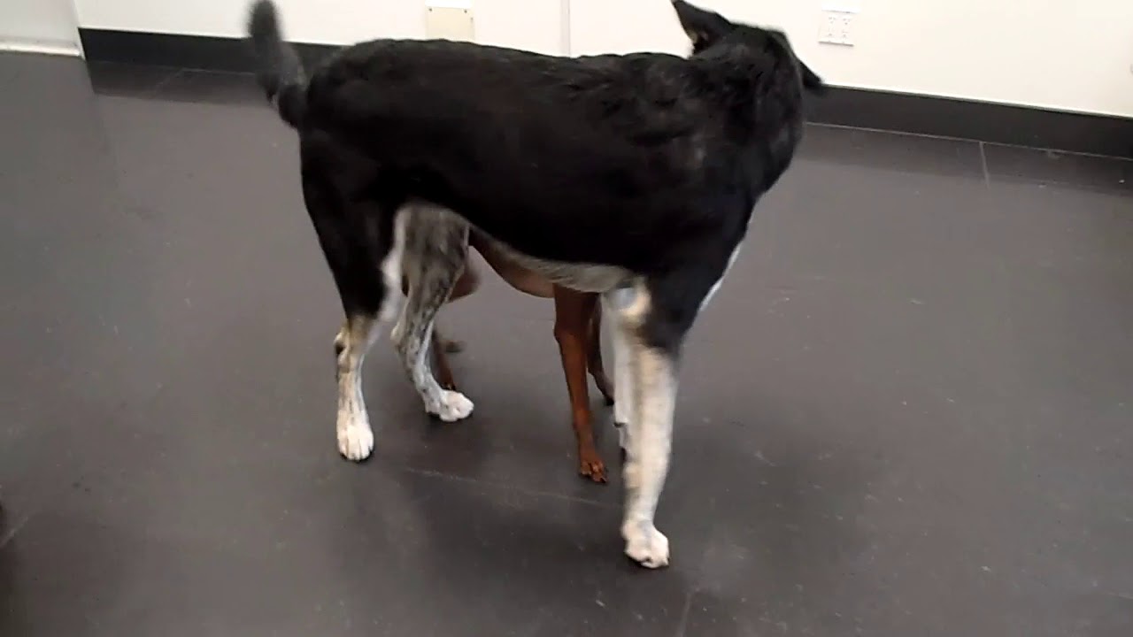 TPSB Daycare 3 Bruno and Huxley In The Back Pen YouTube