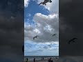 #cocoabeach #beautiful #beach #seagulls #birds #fun #pov #fyp #florida #