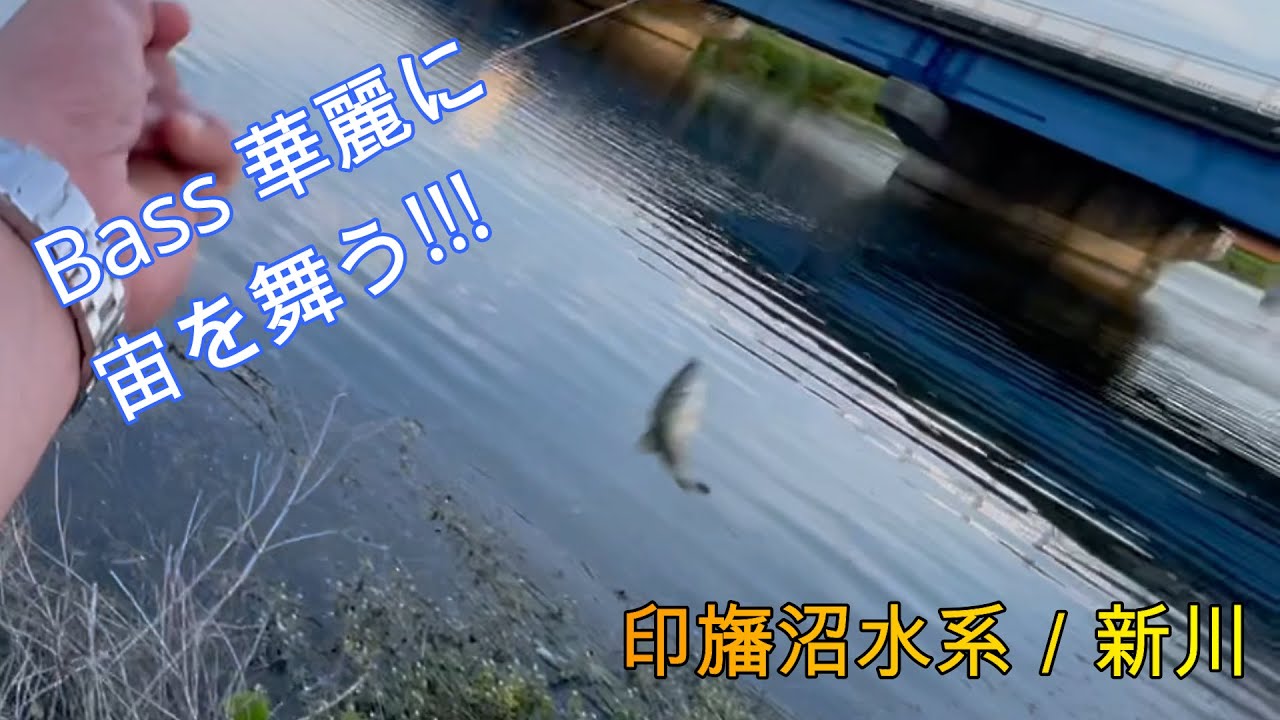 バス釣り 印旛沼水系 新川 オカッパリ釣行 ブラックバス華麗に宙を舞う バス釣り バス釣り印旛沼 バス釣り新川 バス釣り高滝湖 バス釣り霞ヶ浦 バス釣りポイント Youtube