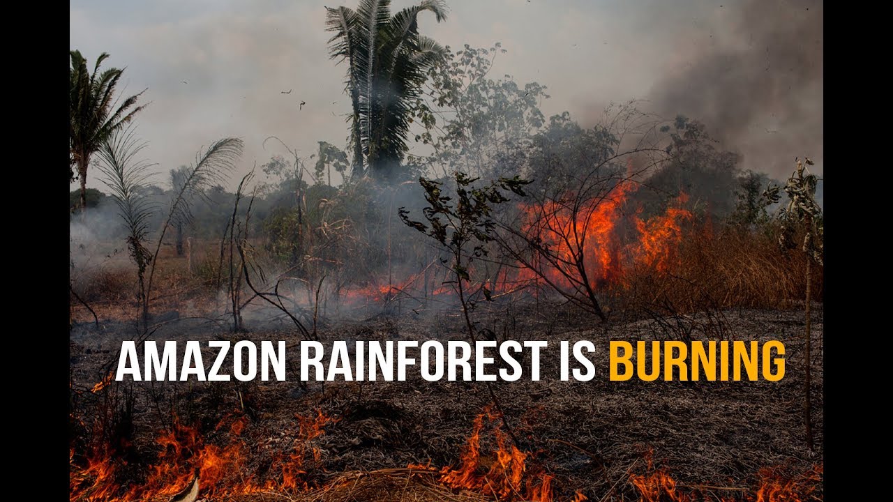 The Amazon rainforest is burning