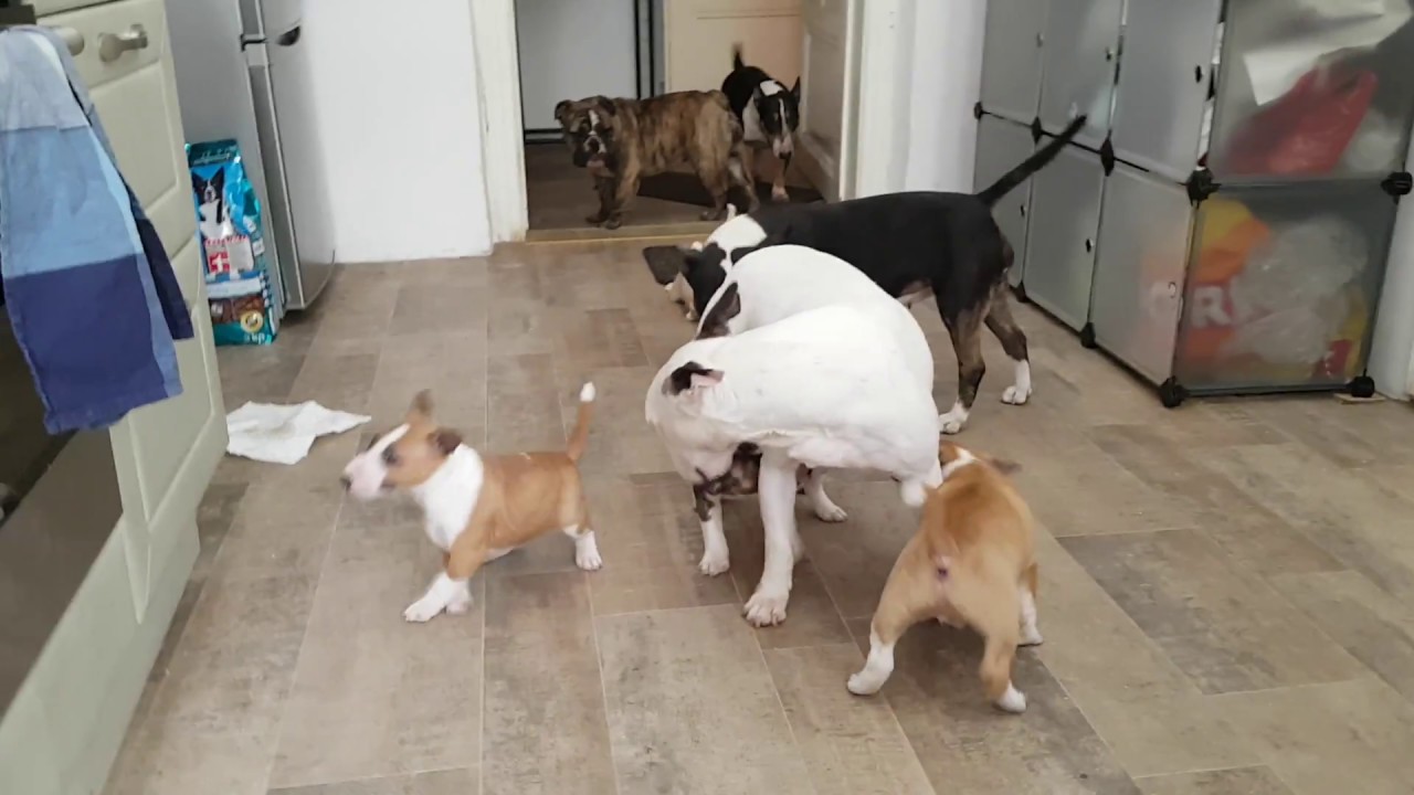 Miniatur Bullterrier Zucht Schmidpeter´s 