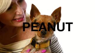 Adopt Peanut at NKLA