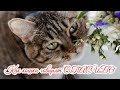 Как кошки говорят СПАСИБО  How cats say THANK YOU