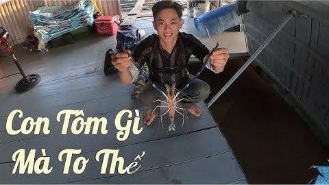 CÂU CÁ TIỀN GIANG | ĐI CÂU BÈ,CÂU CÁ TRA VÀ CÂU TÔM,DÍNH ĐƯỢC TÔM CÀNG XANH CHÀ BÁ