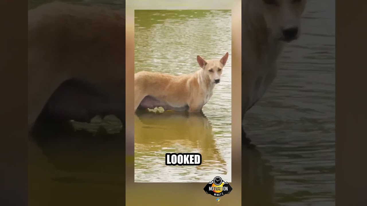 "Appreciate What You Have: The Dog and the Bone 