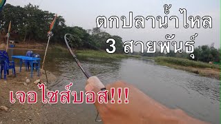 ตกปลาน้ำไหล (asmr) #ปลากระสูบ #ปลาสนาก