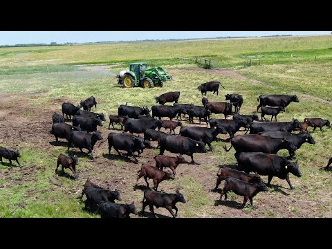 Video: A Mysterious Beast, Similar To A Cross Between A Yeti And A Wolf, Killed 40 Cows Over The Winter On The Farm - Alternative View
