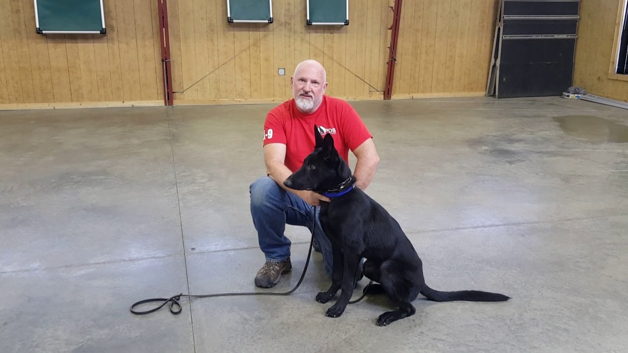 video phone beyonce mp3 Powerhouse Protection 