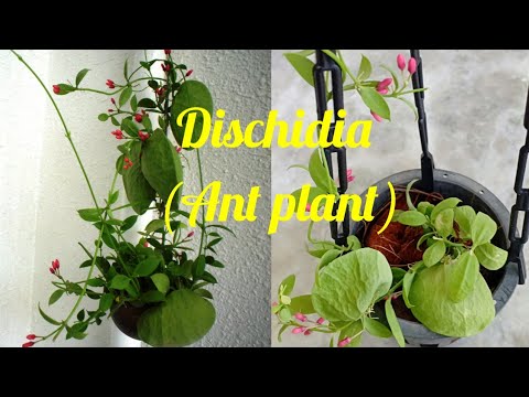 Video: Dischidia Ant Plants - Ինչպես հոգ տանել դիսկիդիայի մասին