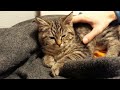 Cat family cassi cute cuddly kitten