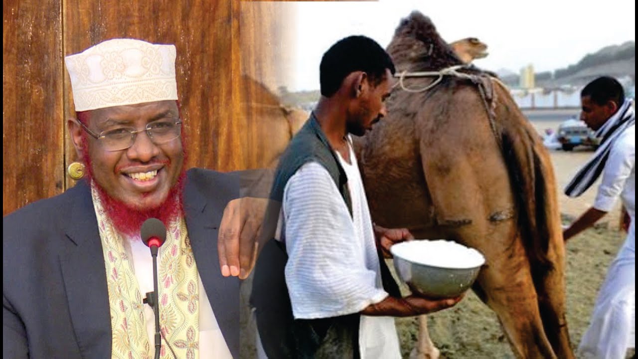 Qiso qosol eh || Saxaabigii Dhamay Caanihii Nabiga || Sh Maxamed Umal