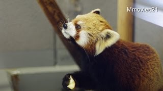 屋内で生活中レッサーパンダ~Red Panda indoor