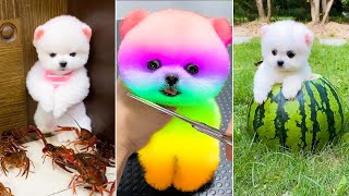 Tik Tok Chó Phốc Sóc Mini #1  Funny and Cute Pomeranian 2024