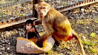 ЭТО НАДО ВИДЕТЬ! Люська ПОЛЮБИЛА И НЕ ХОЧЕТ ОТПУСКАТЬ Николь❤️