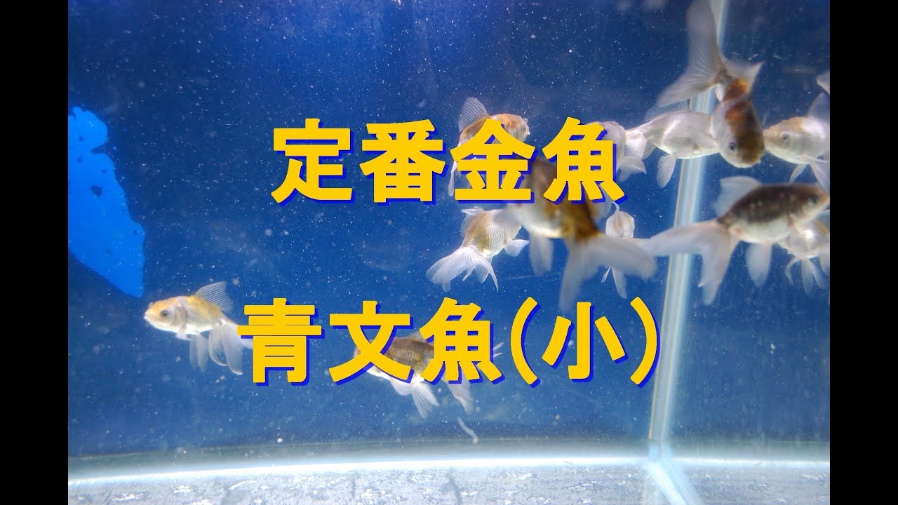 定番金魚 青文魚 小 Kingyobest Com 京阪錦鯉センター Youtube 定番金魚 青文魚 小 Kingyobest Com 京阪錦鯉センター Youtube
