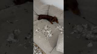 Guilty Dog Caught Destroying Feather Lounge