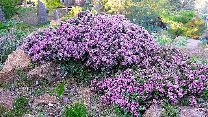 Daphnes Blooming in Colorado Home Garden | Panayot...