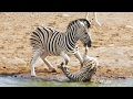 Zebra Tries to Kill Foal While Mother Fights Back