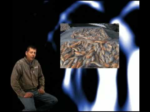 blackwater creek koi food