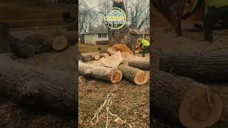 Rooted in Quality! | Cisneros Tree Service #shorts