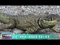 20260521 10 南美「嵴尾蜥」疑隨船運 現身七星潭