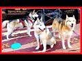 SEVEN DOGS CAMPING TOGETHER | 04/04/16