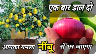 यह खाद आपके सूखे हुए नींबू को फूल एवं फल से भर देगा || Lemon Plant Care And Fertilize