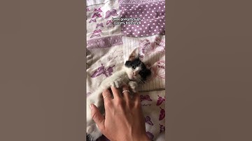 She Found A Tiny Kitten On Her Way To Work | The Dodo  #cat #thedodoanimals