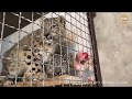 Барсы. Начинаем дружить. Тайган. Крым | Beginning of friendship with the snow leopards