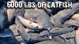 Catching 6000 POUNDS OF CATFISH