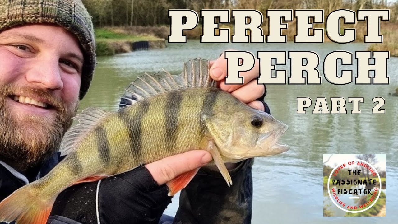 Predator Fishing Pursuits (Part 2) - Searching for Pike and Perch