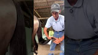 Toilettage quin  Taille De La Crinire Et De La Queue Pour Lesthtique Et Le Confort